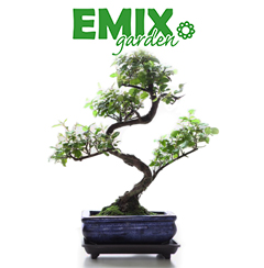 Emix Garden - Bonsai